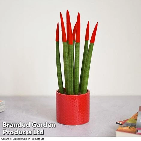 Sansevieria Cylindrica 'Straight' Carnival Colour 6 Sansevieria Cylindrica 'Straight' Carnival Colour - Image 6