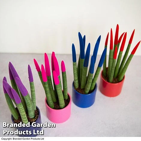 Sansevieria Cylindrica 'Straight' Carnival Colour 2 Sansevieria Cylindrica 'Straight' Carnival Colour - Image 2