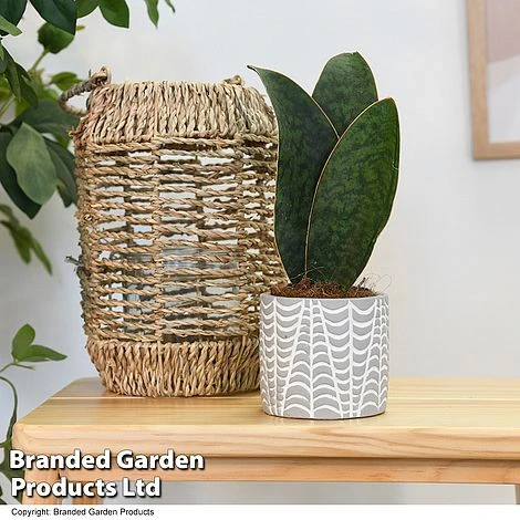 Sansevieria Masoniana 'Victoria' 1 Sansevieria Masoniana 'Victoria'