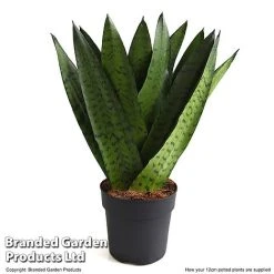 Sansevieria Zeylanica -plant SANS ZEYLA12CM T48483