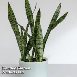 Sansevieria Zeylanica -plant SANS ZEYLANICA W45795