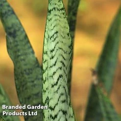 Sansevieria Zeylanica -plant SANS ZEYLANICA W45796