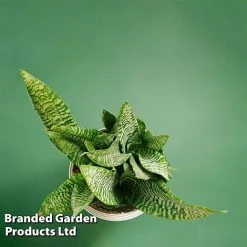 Sansevieria Zeylanica -plant SANS ZEYLANICA WKB9078