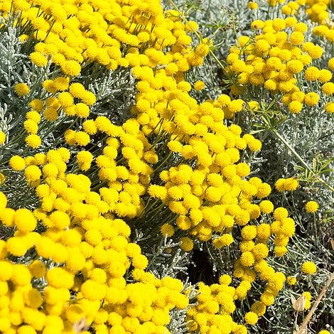 Santolina Chamaecyparissus 1 Santolina Chamaecyparissus