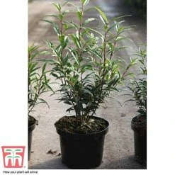 Sarcococca Hookeriana Var. Digyna -plant SARC T57985 C