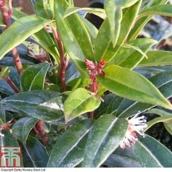 Sarcococca Hookeriana 'Winter Gem' 8 Sarcococca Hookeriana 'Winter Gem' -plant SARC T80332 A