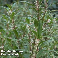 Sarcococca Hookeriana Var. Digyna 'Purple Stem'