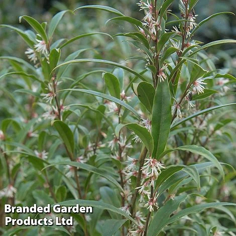 Sarcococca Hookeriana Var. Digyna 'Purple Stem' 1 Sarcococca Hookeriana Var. Digyna 'Purple Stem'