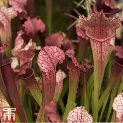 Sarracenia Leucophylla -plant SARR TKA2938 A