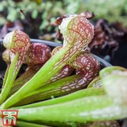 Sarracenia Leucophylla -plant SARR TKA2938 B