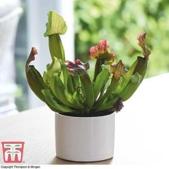 Sarracenia Leucophylla