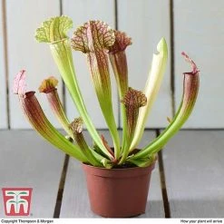 Sarracenia Leucophylla -plant SARR TKA2938 E