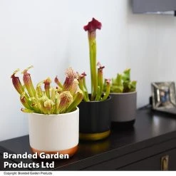 Sarracenia (Pitcher Plant) Mix 8 Sarracenia (Pitcher Plant) Mix -plant SARR MIXD T48853
