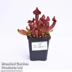 Sarracenia Purpurea -plant SARR PURPUR9CM T41631