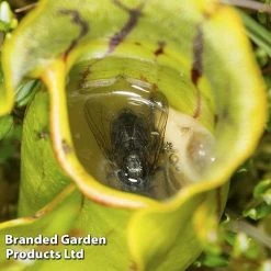 Sarracenia Purpurea -plant SARR PURPUREA W38122