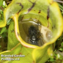 Sarracenia (Pitcher Plant) Mix 9 Sarracenia (Pitcher Plant) Mix -plant SARR PURPUREA W381221