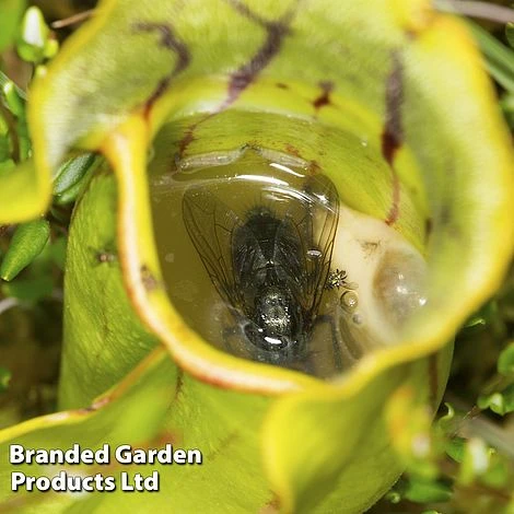 Sarracenia (Pitcher Plant) Mix 5 Sarracenia (Pitcher Plant) Mix - Image 5