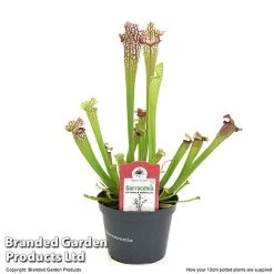 Sarracenia X Stevensii 11 Sarracenia X Stevensii -plant SARR STEVE12CM T49840