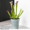 Sarracenia X Stevensii