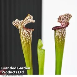 Sarracenia X Stevensii 9 Sarracenia X Stevensii -plant SARR STEVENSII T49844