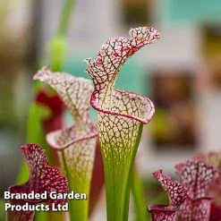 Sarracenia X Stevensii 8 Sarracenia X Stevensii -plant SARR STEVENSII W48108