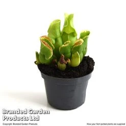 Sarracenia Purpurea Subsp. Venosa 7 Sarracenia Purpurea Subsp. Venosa -plant SARR VENOSA9CM T48493