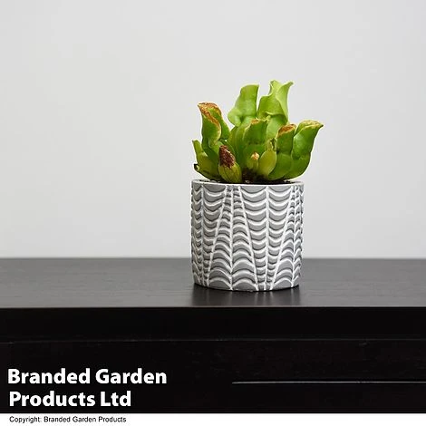 Sarracenia Purpurea Subsp. Venosa 2 Sarracenia Purpurea Subsp. Venosa - Image 2