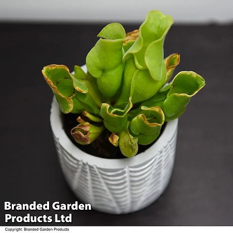 Sarracenia Purpurea Subsp. Venosa 1 Sarracenia Purpurea Subsp. Venosa