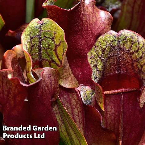Sarracenia Purpurea Subsp. Venosa 3 Sarracenia Purpurea Subsp. Venosa - Image 3