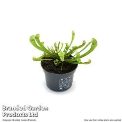 Sarracenia 'Wrigleyana' -plant SARR WRIGLE9CM T47998