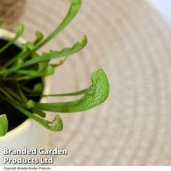 Sarracenia 'Wrigleyana' -plant SARR WRIGLEYAN T48000