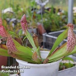 Sarracenia 'Wrigleyana' -plant SARR WRIGLEYAN W45414