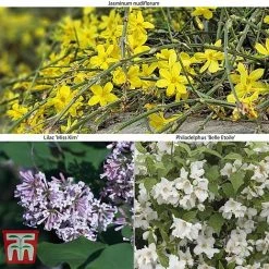 Hardy Shrub Trio -plant SCEN WKB6451 A2