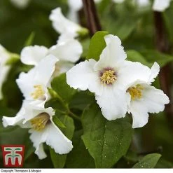 Hardy Shrub Trio -plant SCEN WKB6451 F