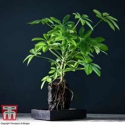 Schefflera Plant On Lava Rock In A Tray (Lova Plant)