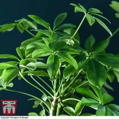 Schefflera Plant On Lava Rock In A Tray (Lova Plant) -plant SCH WKB4656 C