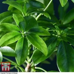 Schefflera Plant On Lava Rock In A Tray (Lova Plant) -plant SCH WKB4656 D