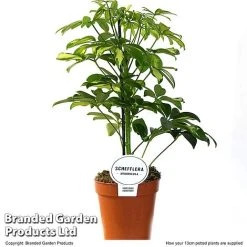 Schefflera Arboricola 'Charlotte' -plant SCHE CHARL13CM T50736