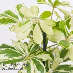 Schefflera Arboricola 'Charlotte' -plant SCHE CHARLOTTE W48796