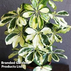 Schefflera Arboricola 'Charlotte' -plant SCHE CHARLOTTE W49342