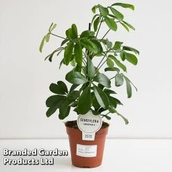Schefflera Arboricola 'Nora' -plant SCHE NORA13CM T44733