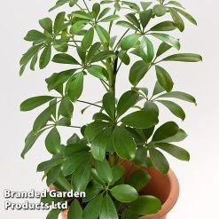 Schefflera Arboricola 'Nora' -plant SCHE NORA13CM WKF1180