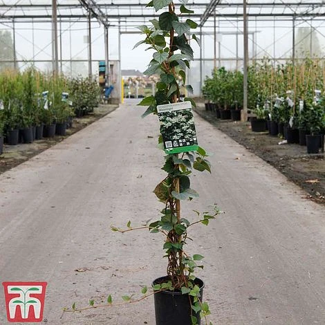 Schizophragma Hydrangeoides Var. Concolor 'Moonlight' 2 Schizophragma Hydrangeoides Var. Concolor 'Moonlight' - Image 2