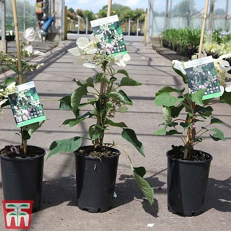 Schizophragma Hydrangeoides 'Rose Sensation' 2 Schizophragma Hydrangeoides 'Rose Sensation' - Image 2