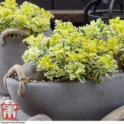 Sedum Takesimense 'Atlantis' 21 Sedum Takesimense 'Atlantis' -plant SEDU KB1354 A