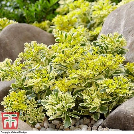 Sedum Takesimense 'Atlantis' 2 Sedum Takesimense 'Atlantis' - Image 2