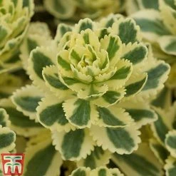 Sedum Takesimense 'Atlantis' 22 Sedum Takesimense 'Atlantis' -plant SEDU KB1354 F1