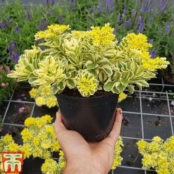 Sedum Takesimense 'Atlantis' 23 Sedum Takesimense 'Atlantis' -plant SEDU KB1354 H1