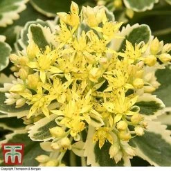 Sedum Takesimense 'Atlantis' 20 Sedum Takesimense 'Atlantis' -plant SEDU KB1354 J