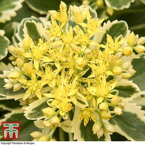 Sedum Takesimense 'Atlantis' 9 Sedum Takesimense 'Atlantis' - Image 9